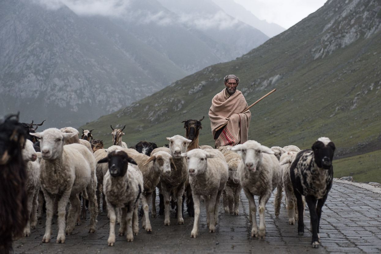 shepherd on srinagar leh highway