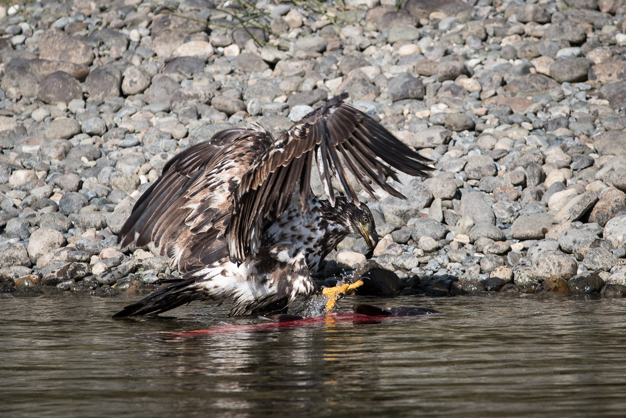 Eagle feeding on a salmon at Yukon River