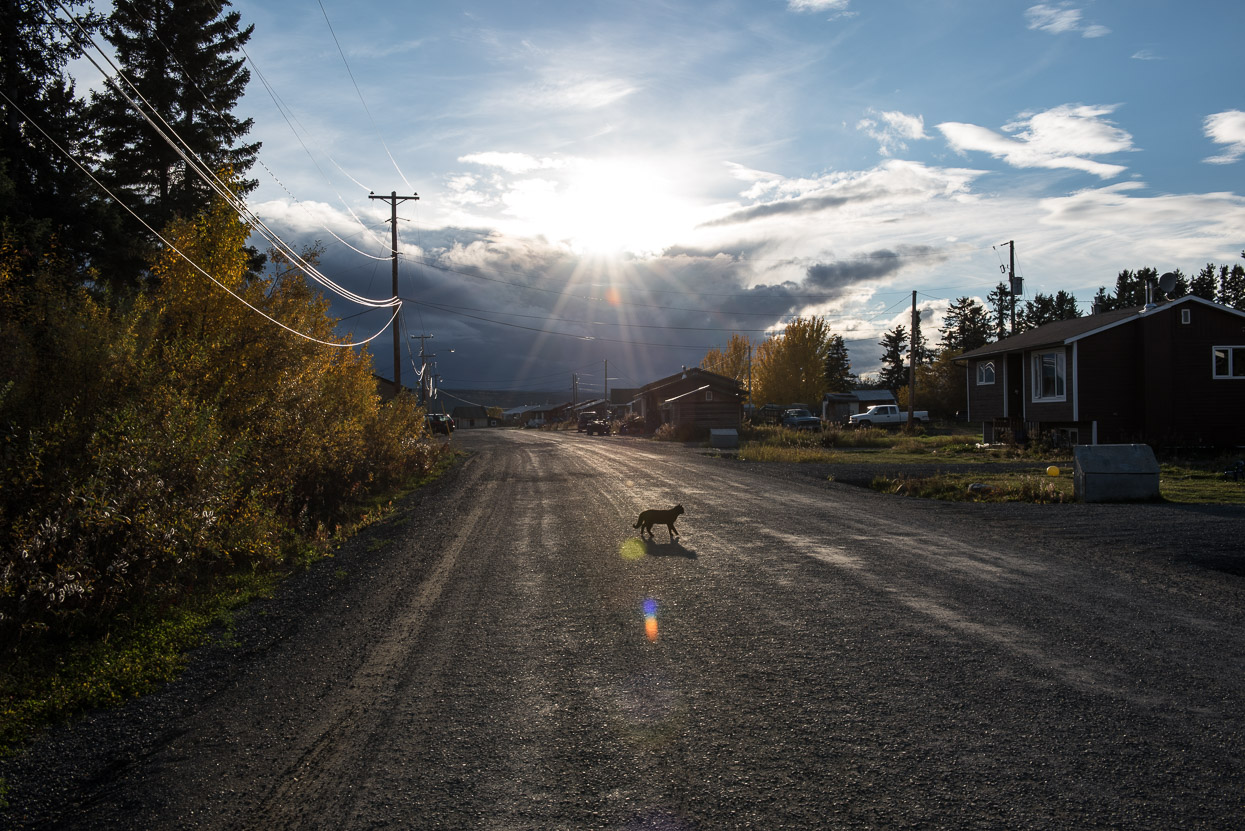 Cat crossing road in Teslin, Yukon