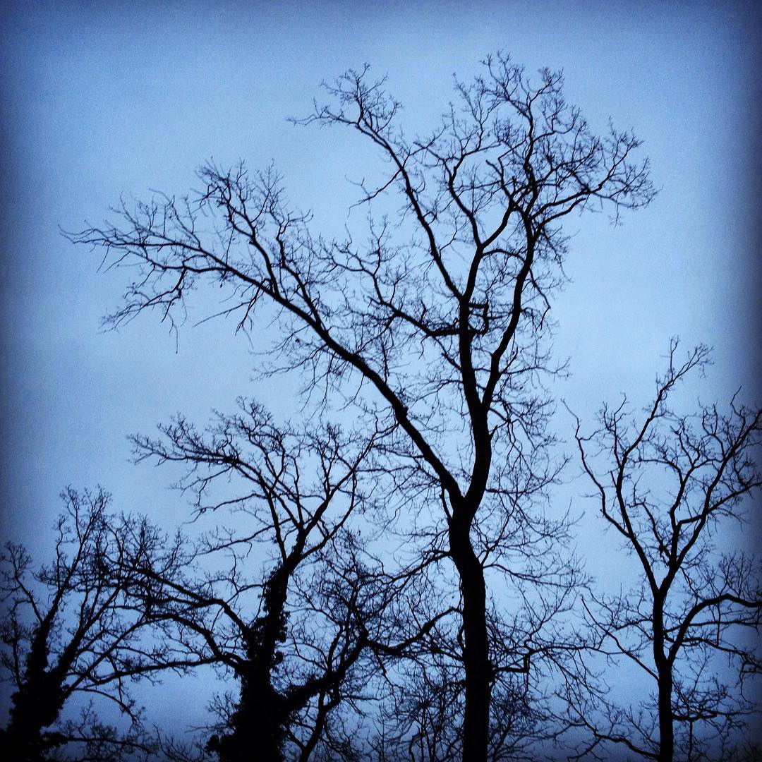 Waiting for spring #tree #winter